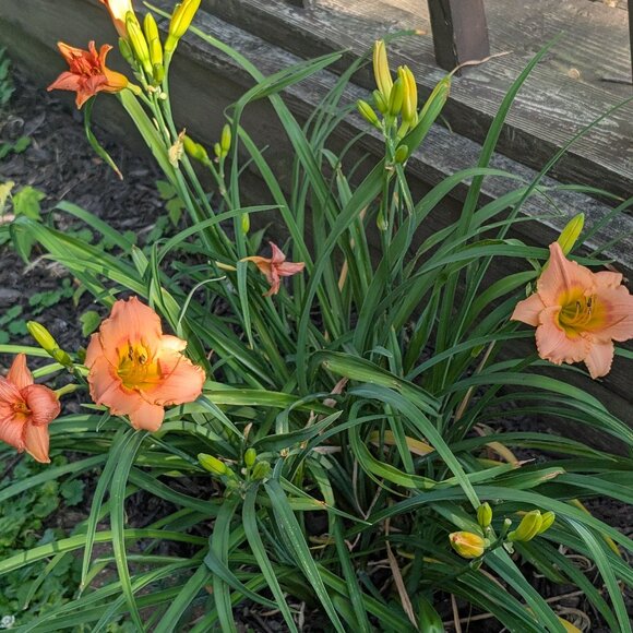 Meet your Posher, Brooke - Picture 1 of 1